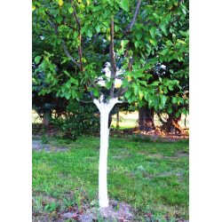 Badipast - Blanc arboricole