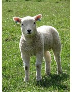 Biberons et matériel d’allaitement agneaux et chevreaux | Agri-France